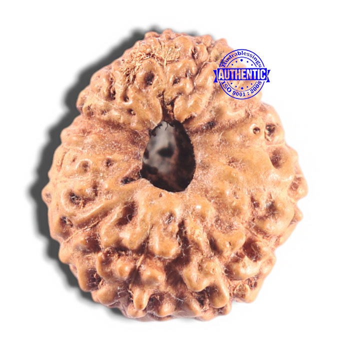 15 Mukhi Indonesian Rudraksha - Bead No. 215