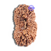 Load image into Gallery viewer, 24 Mukhi Rudraksha from Indonesia - Bead No. X
