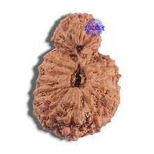 Load image into Gallery viewer, 24 Mukhi Rudraksha from Indonesia - Bead No. H
