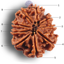 Load image into Gallery viewer, 9 Mukhi Nepalese Rudraksha - Bead No. 462
