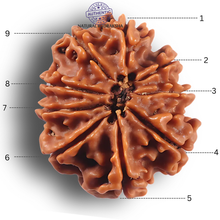 9 Mukhi Nepalese Rudraksha - Bead No. 462