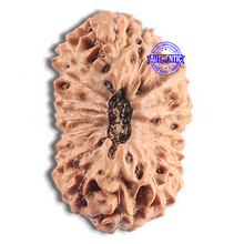 Load image into Gallery viewer, 16 Mukhi Rudraksha from Indonesia - Bead No. 331
