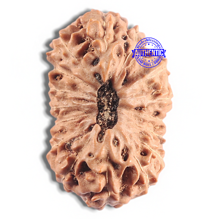 16 Mukhi Rudraksha from Indonesia - Bead No. 331