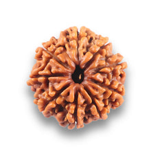Load image into Gallery viewer, 9 Mukhi Nepalese Rudraksha - Bead No. 435
