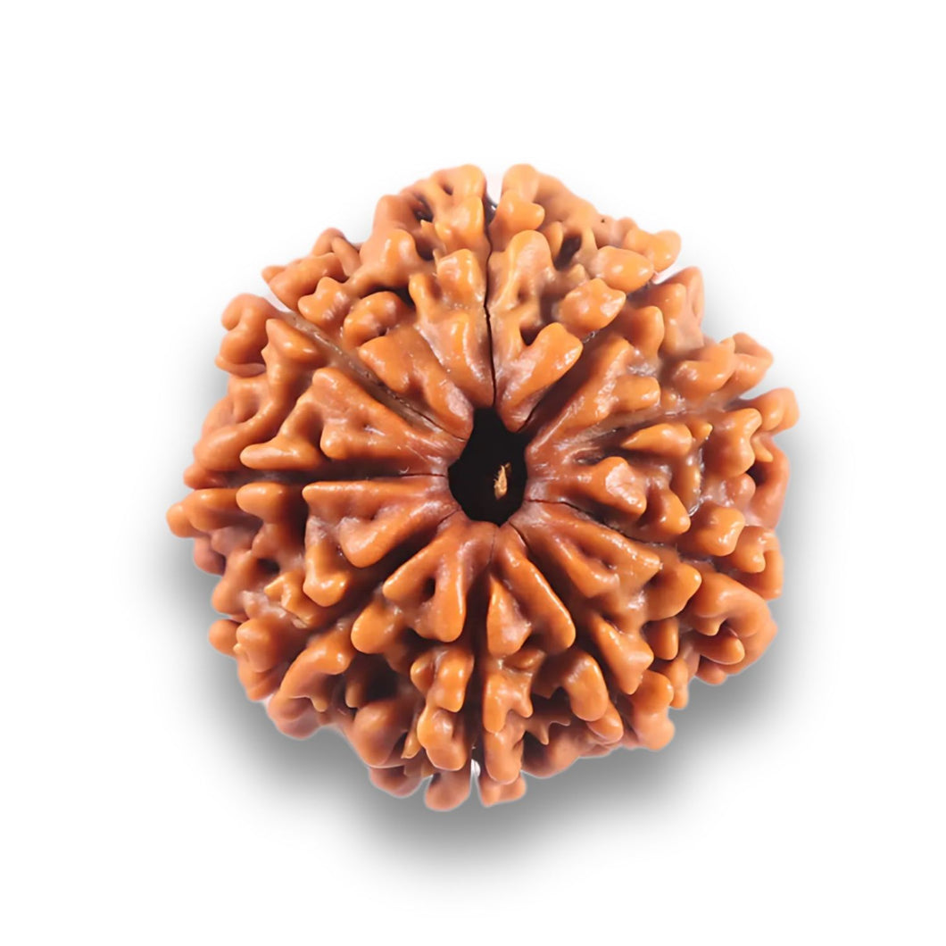9 Mukhi Nepalese Rudraksha - Bead No. 435