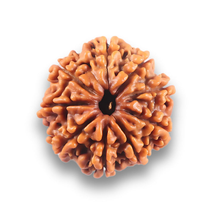 9 Mukhi Nepalese Rudraksha - Bead No. 435