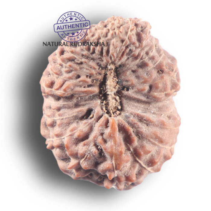 25 Mukhi Rudraksha from Indonesia - Bead No. N