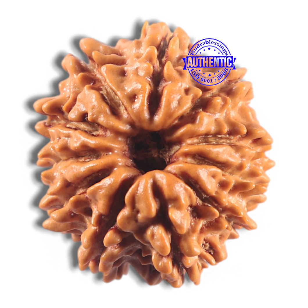 11 Mukhi Nepalese Rudraksha - Bead No. 417