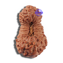 Load image into Gallery viewer, 22 Mukhi Rudraksha from Indonesia
