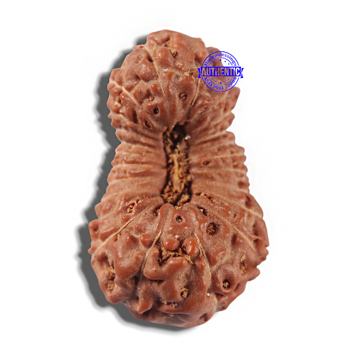 22 Mukhi Rudraksha from Indonesia