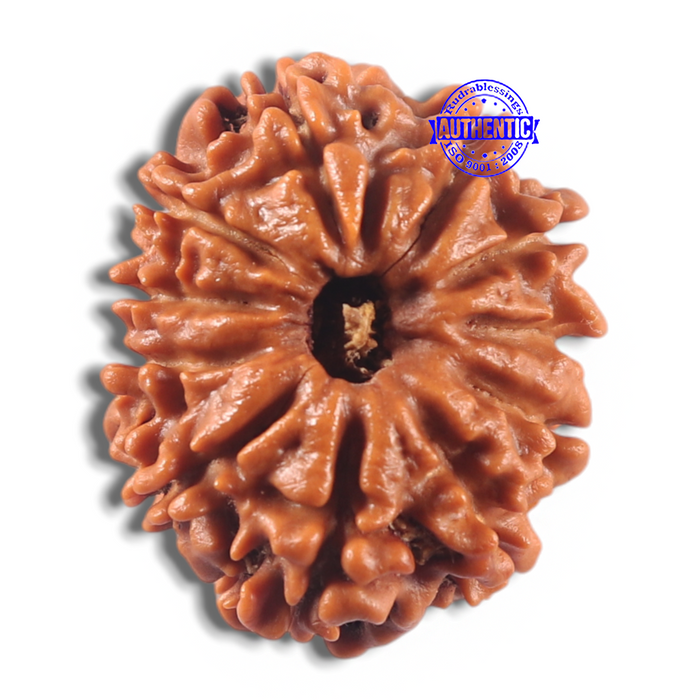 11 Mukhi Nepalese Rudraksha - Bead No. 432