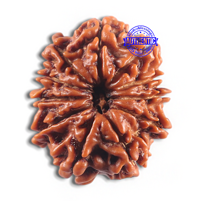 11 Mukhi Nepalese Rudraksha - Bead No. 418