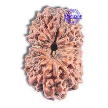 Load image into Gallery viewer, 15 Mukhi Indonesian Rudraksha - Bead No. 126
