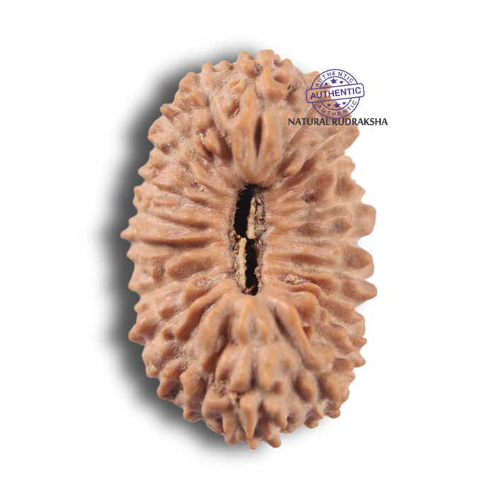 23 Mukhi Rudraksha from Indonesia