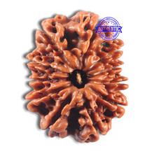 Load image into Gallery viewer, 11 Mukhi Nepalese Rudraksha - Bead No. 421
