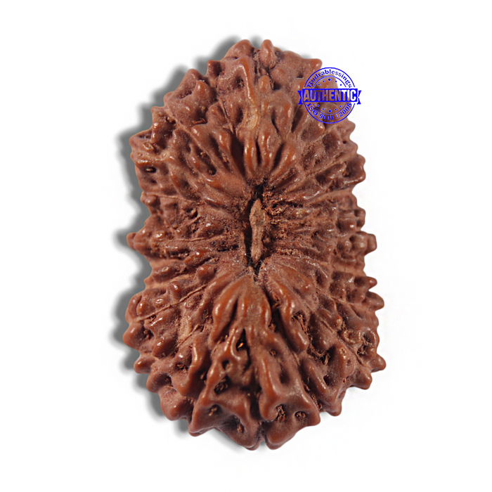 22 Mukhi Rudraksha from Indonesia AB