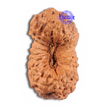 Load image into Gallery viewer, 24 Mukhi Rudraksha from Indonesia - Bead No. P

