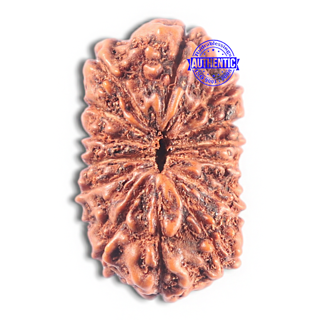 15 Mukhi Indonesian Rudraksha - Bead No. 125