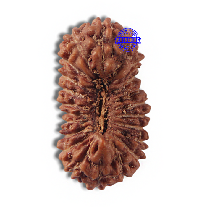 22 Mukhi Rudraksha from Indonesia