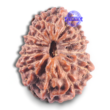 Load image into Gallery viewer, 15 Mukhi Indonesian Rudraksha - Bead No. 116
