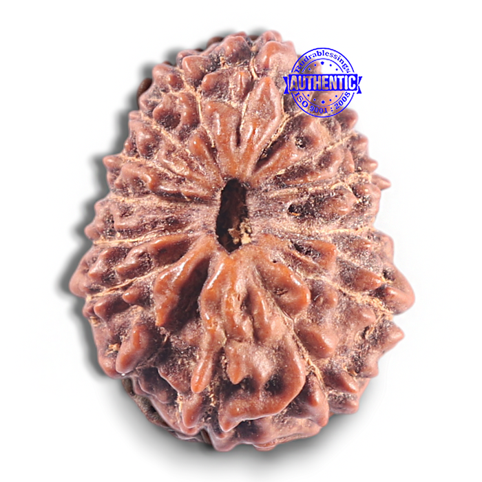15 Mukhi Indonesian Rudraksha - Bead No. 116