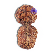 Load image into Gallery viewer, 22 Mukhi Gaurishankar Rudraksha from Indonesia
