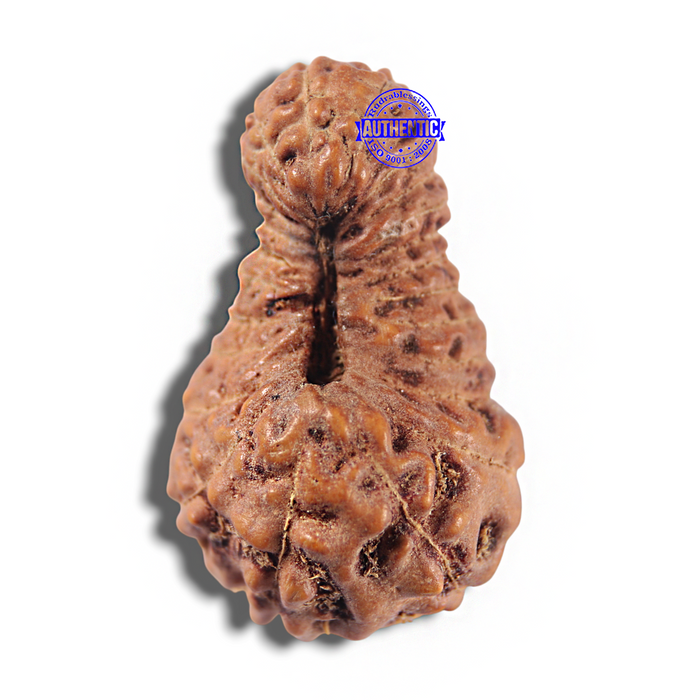 23 Mukhi Rudraksha from Indonesia Bead No. W