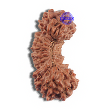 Load image into Gallery viewer, 24 Mukhi Rudraksha from Indonesia - Bead No. R
