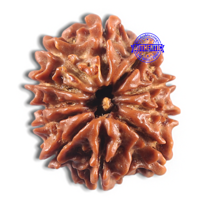 11 Mukhi Nepalese Rudraksha - Bead No. 415