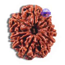 Load image into Gallery viewer, 11 Mukhi Nepalese Rudraksha - Bead No. 434
