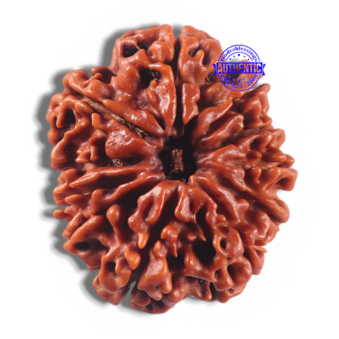 11 Mukhi Nepalese Rudraksha - Bead No. 434