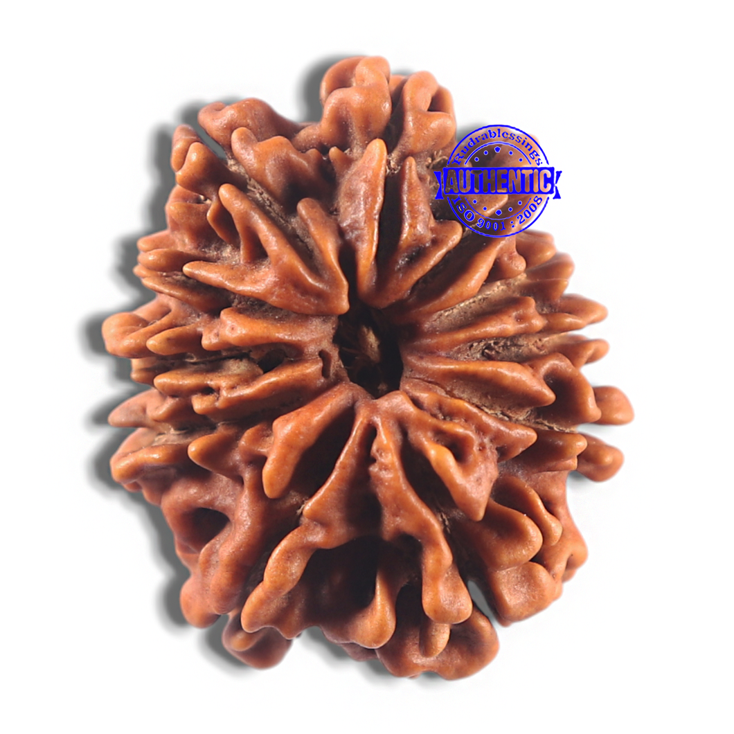11 Mukhi Nepalese Rudraksha - Bead No. 423