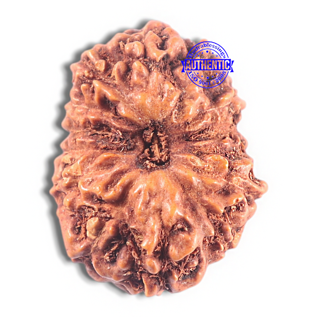 15 Mukhi Indonesian Rudraksha - Bead No. 109