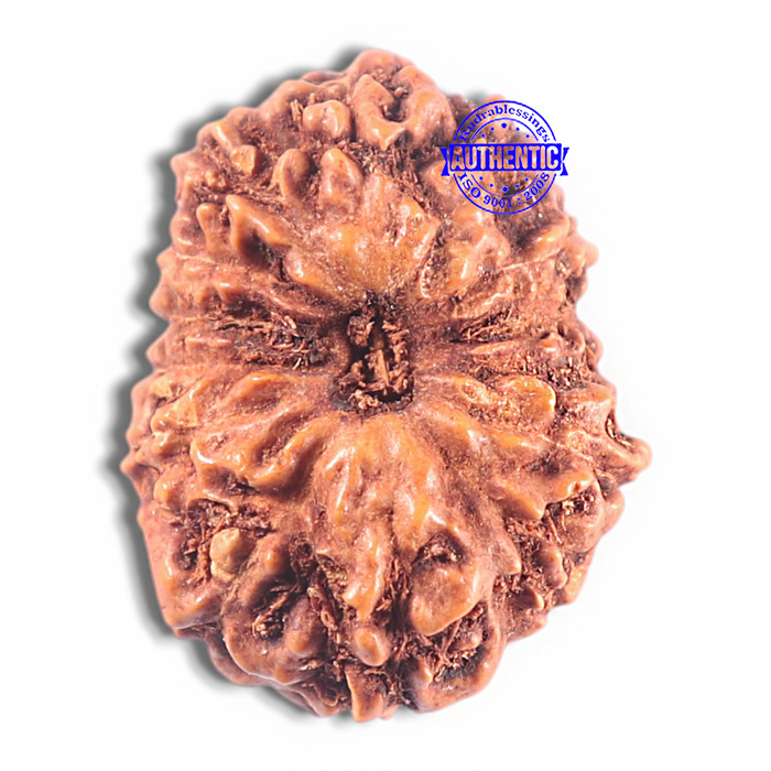 15 Mukhi Indonesian Rudraksha - Bead No. 109