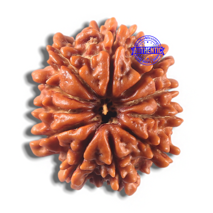 11 Mukhi Nepalese Rudraksha - Bead No. 426