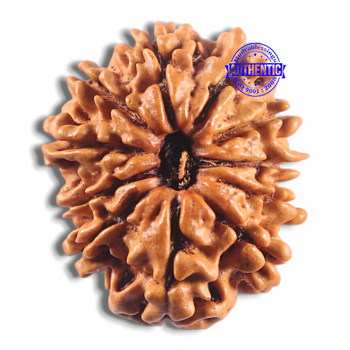 11 Mukhi Nepalese Rudraksha - Bead No. 416