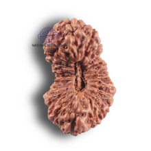 Load image into Gallery viewer, 23 Mukhi Rudraksha from Indonesia Bead No. H
