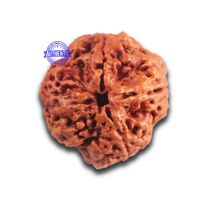 4 Mukhi Rudraksha from Nepal - Bead No. 446