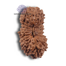 Load image into Gallery viewer, 23 Mukhi Rudraksha from Indonesia Bead No.AJ
