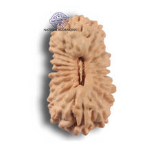 Load image into Gallery viewer, 23 Mukhi Rudraksha from Indonesia
