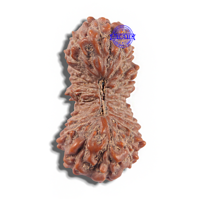 23 Mukhi Rudraksha from Indonesia Bead No. I