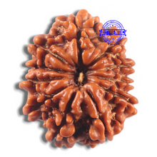 Load image into Gallery viewer, 11 Mukhi Nepalese Rudraksha - Bead No. 424
