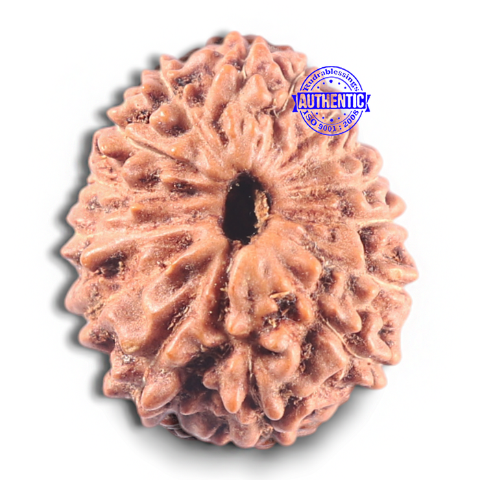 15 Mukhi Indonesian Rudraksha - Bead No. 118