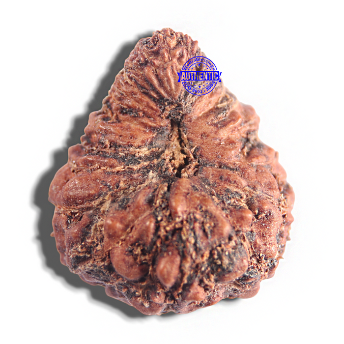 23 Mukhi Rudraksha from Indonesia