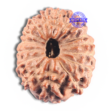 Load image into Gallery viewer, 15 Mukhi Indonesian Rudraksha - Bead No. 136
