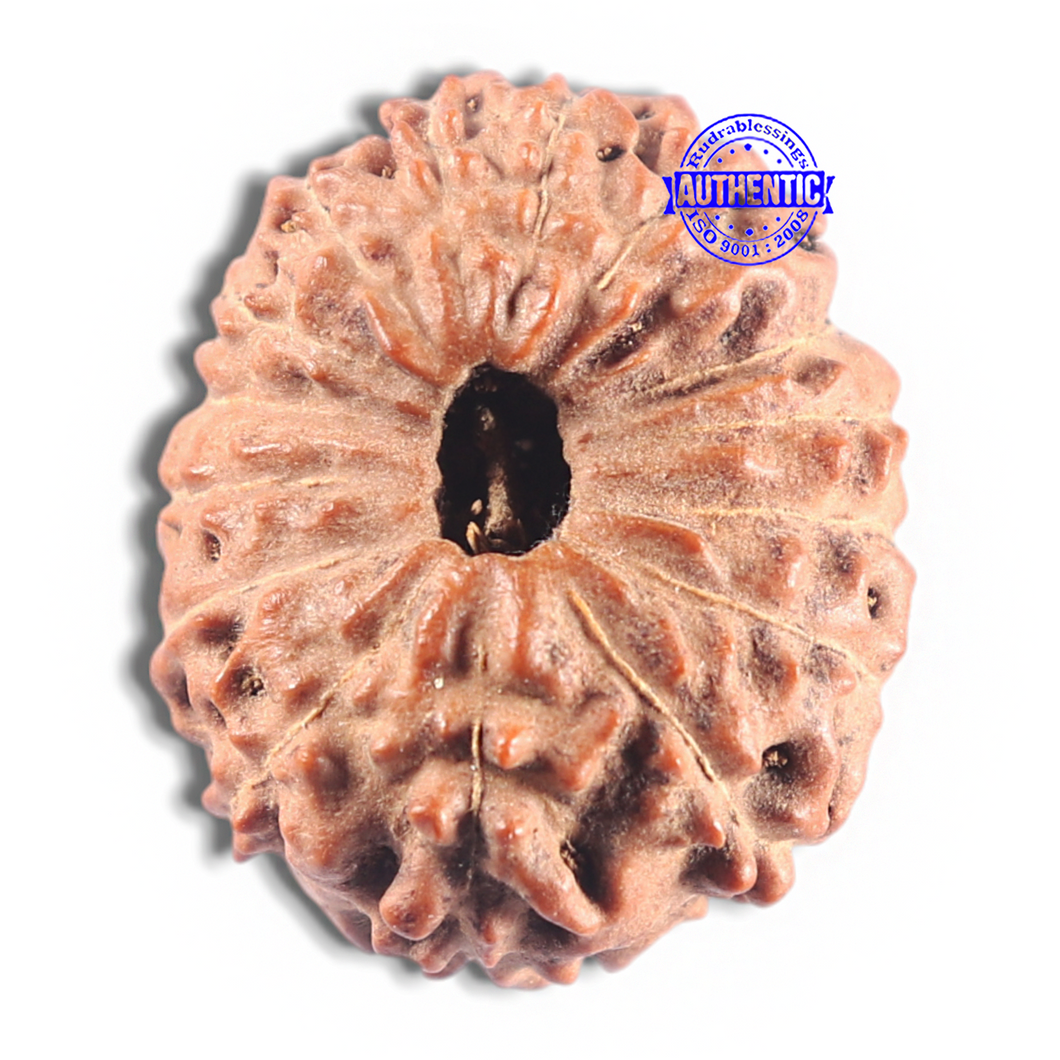 15 Mukhi Indonesian Rudraksha - Bead No. 136