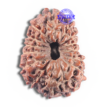 Load image into Gallery viewer, 15 Mukhi Indonesian Rudraksha - Bead No. 113
