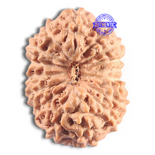 Load image into Gallery viewer, 16 Mukhi Rudraksha from Indonesia - Bead No. 337
