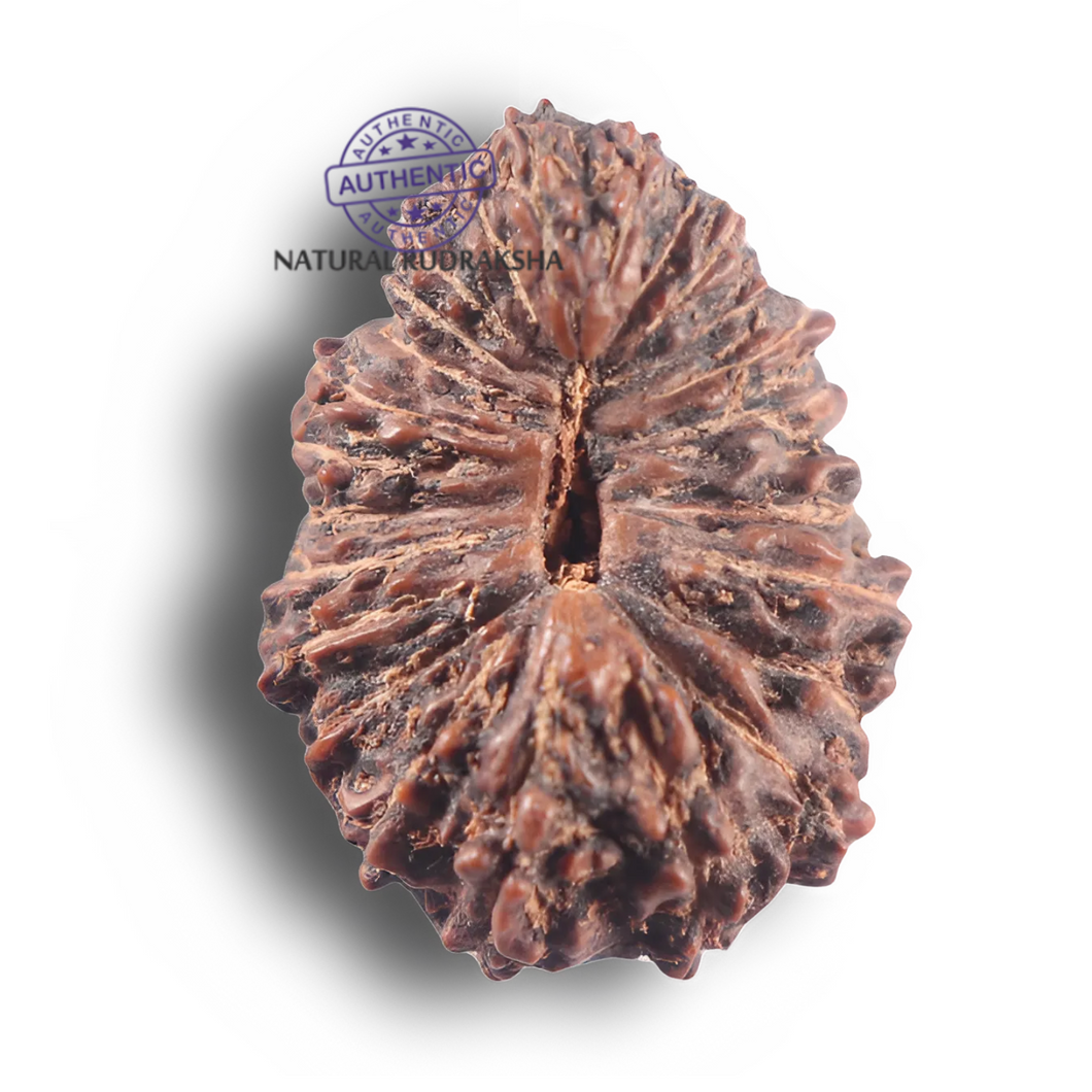 25 Mukhi Rudraksha from Indonesia Bead No. C