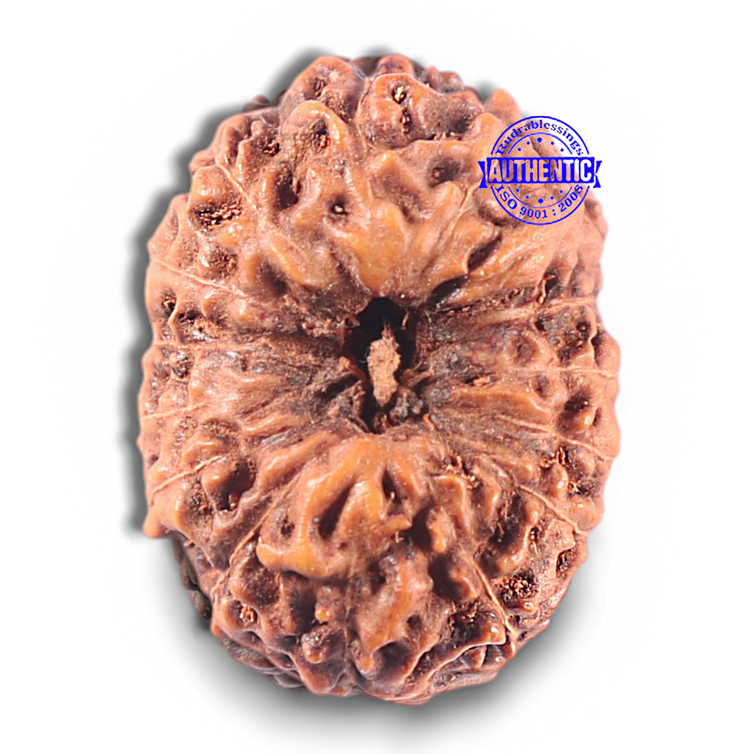 15 Mukhi Indonesian Rudraksha - Bead No. 120